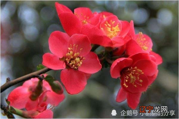 属猴和属蛇相配吗属鼠的八字一起做生意如何?