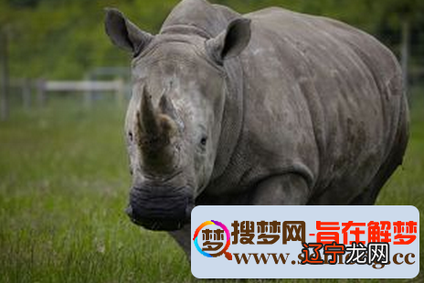 风水堂:梦见犀牛攻击犀牛敌人的阴谋