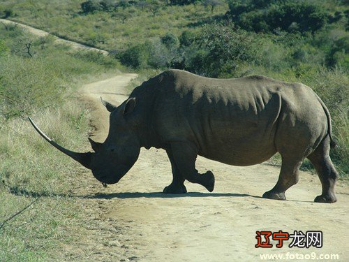风水堂:梦见犀牛攻击犀牛敌人的阴谋