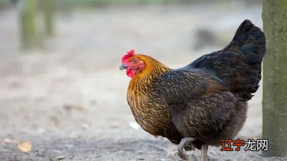 生肖属鸡的人财运_1993生肖鸡五行属什么_属鸡的可以带鸡生肖吗