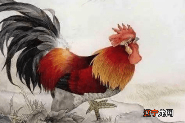 1993生肖鸡五行属什么_属鸡的可以带鸡生肖吗_生肖属鸡的人财运