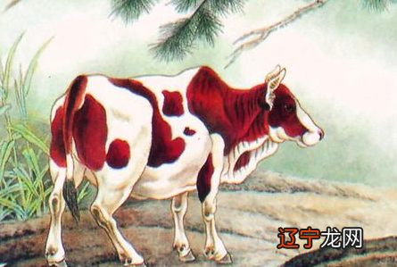 十二生肖中属牛的人2019年运程中的下半年运程如何