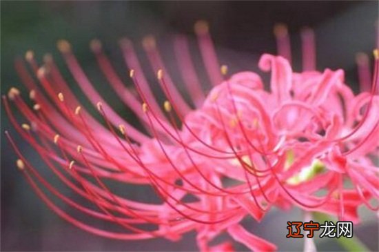 彼岸花花开不见叶，见叶不开花，那你知道彼岸花代表什么星座吗