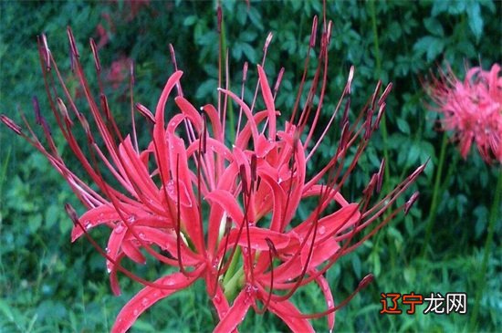 彼岸花花开不见叶，见叶不开花，那你知道彼岸花代表什么星座吗