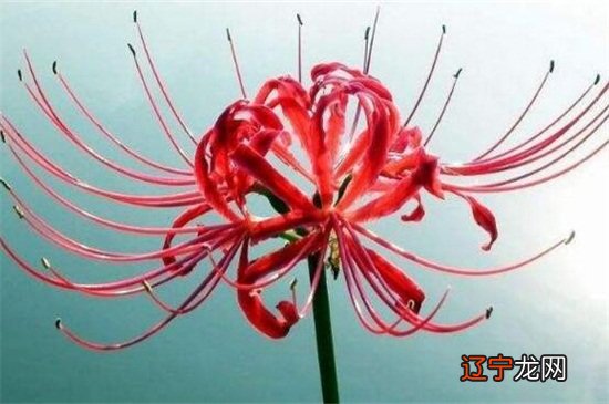 彼岸花花开不见叶，见叶不开花，那你知道彼岸花代表什么星座吗