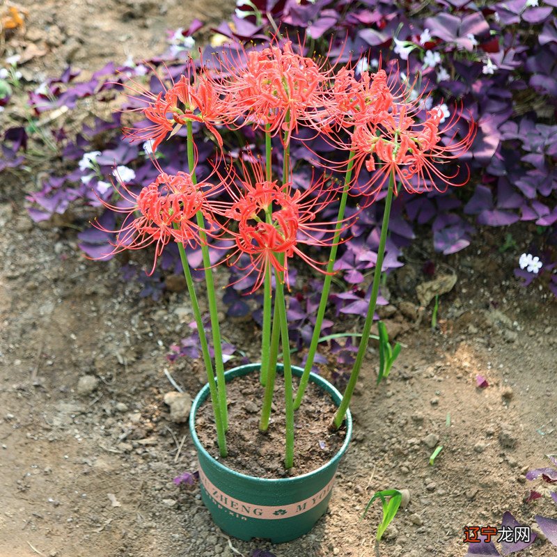 彼岸花花开不见叶，见叶不开花，那你知道彼岸花代表什么星座吗