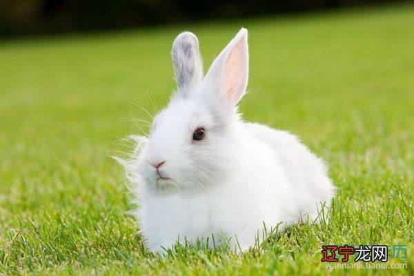 组图 十二生肖问十二生肖婚姻配对，你知道这是怎么回事吗？