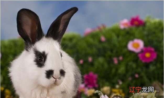 生肖属兔的和属狗的_虎尾兔头年属那生肖_1963生肖兔五行属什么