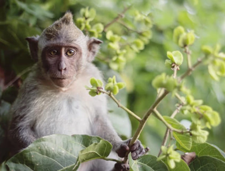 属猴人年 2019年腊月属猴人每月运势