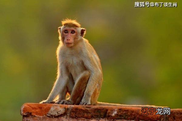 属猴人年 2019年腊月属猴人每月运势