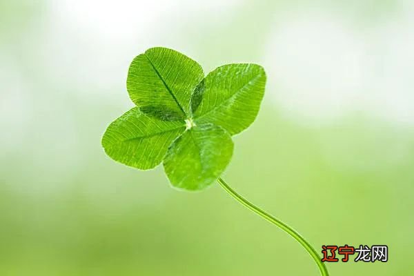 有些准的9月生肖运程，2021年牛年生肖运势