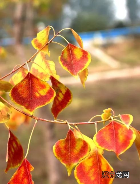 有些准的9月生肖运程，2021年牛年生肖运势