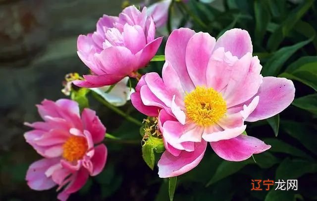 那个数字是阴阳数_法与阴阳和与术数_怎样看待法家的 法 术 势