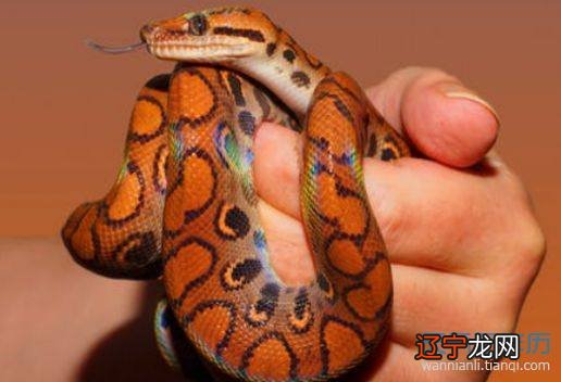 组图 要是女人梦见蛇缠身的梦境解析出行的女人