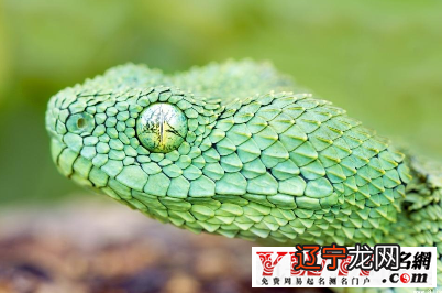 组图 要是女人梦见蛇缠身的梦境解析出行的女人