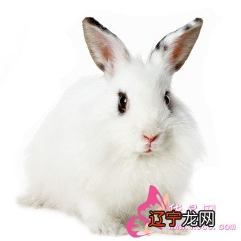 原版周公解梦：梦见白兔引路人，将得到贵人相助的提拔