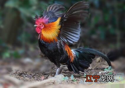 2020属蛇的运势和财运属鸡年运势及运程年生肖运程