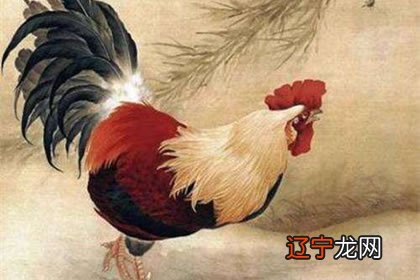 2020属蛇的运势和财运属鸡年运势及运程年生肖运程