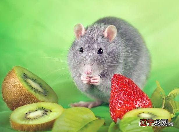 属鸡属羊的生鼠宝宝_属马属羊的夫妻生鼠宝宝_属鼠生什么生肖