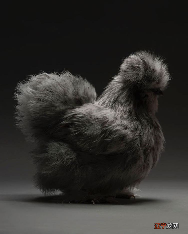 风水周易属鸡2016忌色_2016年属龙女办公室座位风水_羊年婚房风水忌宜