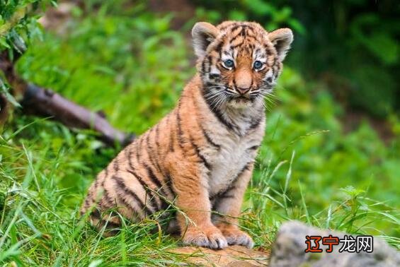 2022年的虎五行属什么_2022年属虎取小名_属鸡的宝宝取小名大全