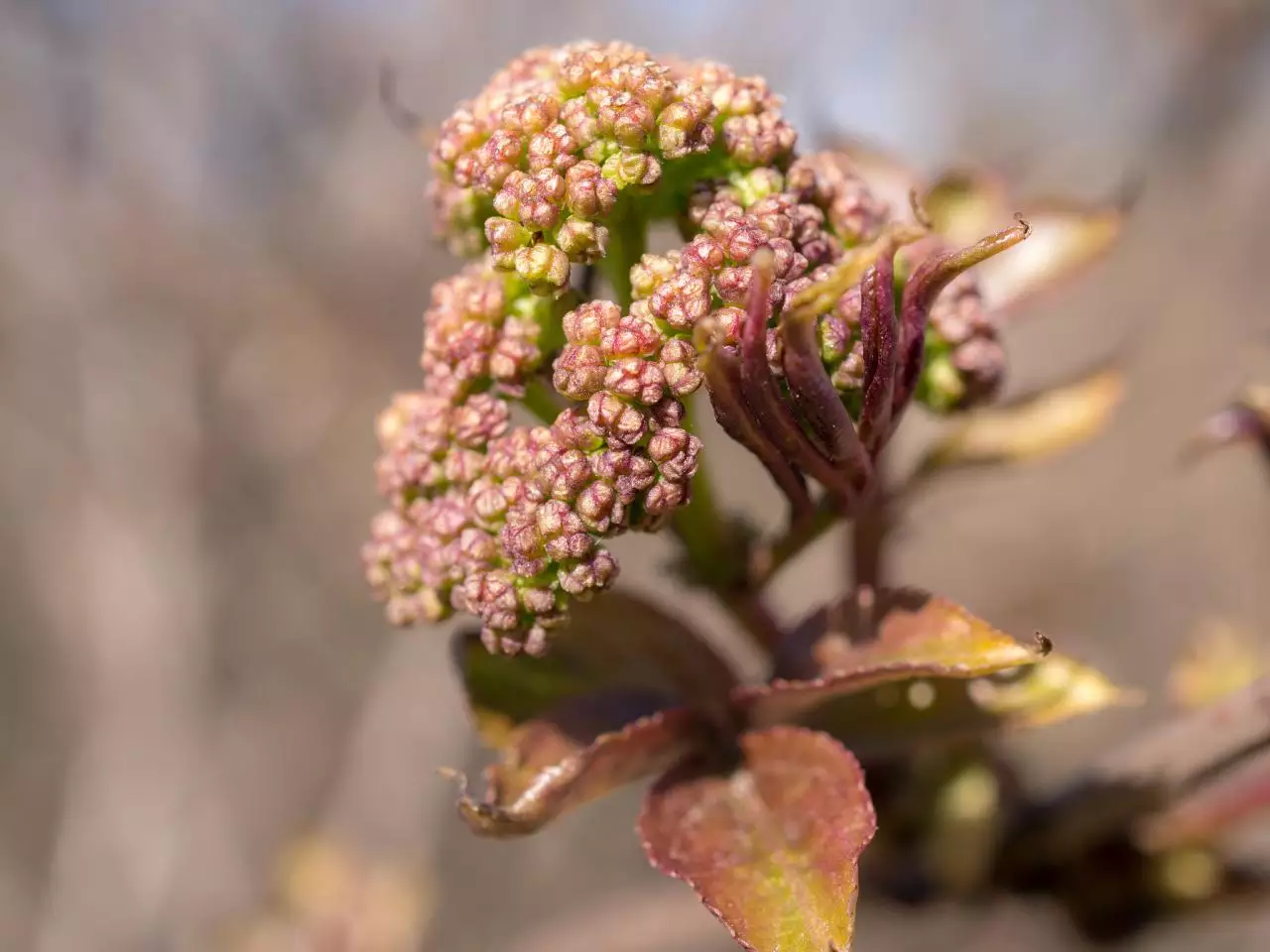 一下最佳婚配表,五行婚配婚配属相查询表的相关内容