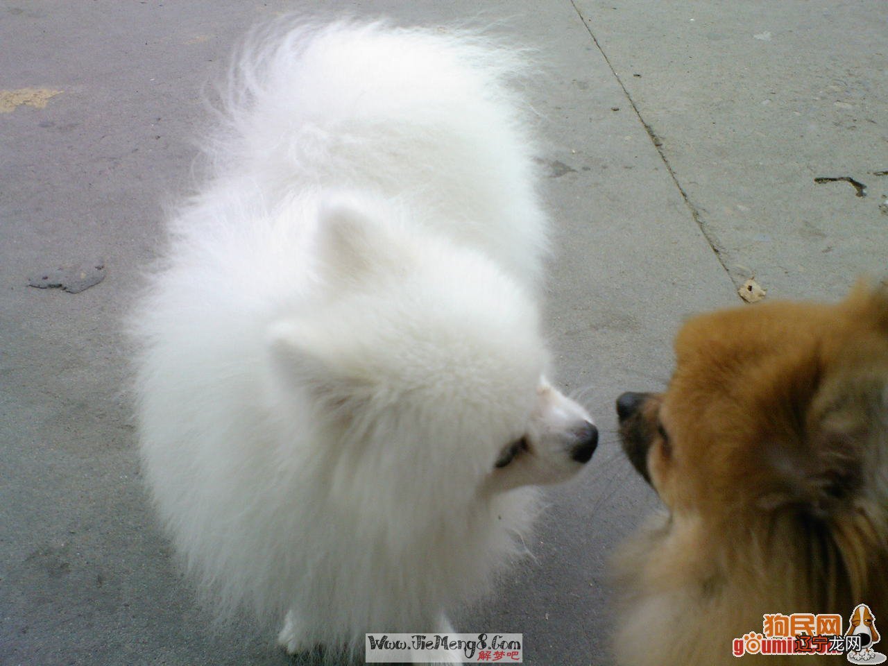 梦见狗,过不了两天我就会和别人生气及吵架