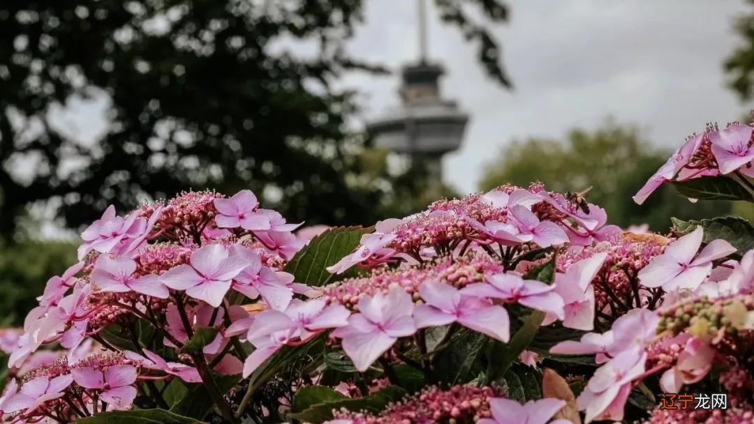 星座火象水象_3宫宫位是什么象星座_星座有哪些象星座