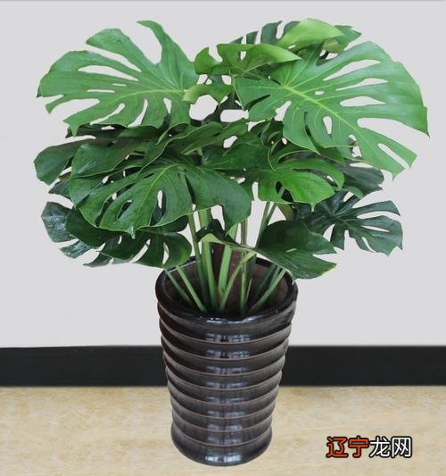 12种最适合摆放在客厅的植物,你家有吗?