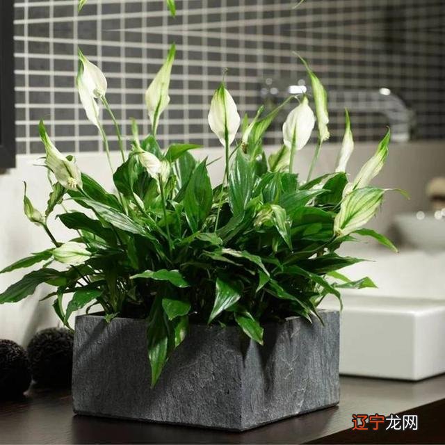 12种最适合摆放在客厅的植物,你家有吗?