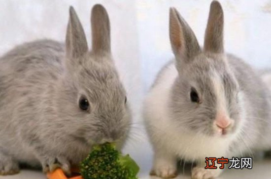 图 属兔的生肖五行及年份出生是什么命呢?