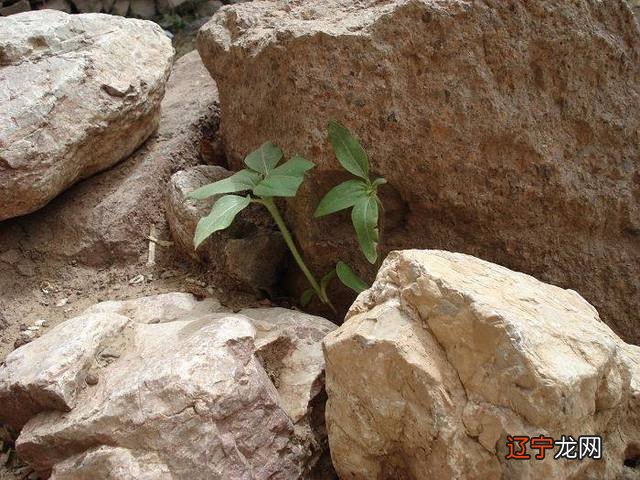 属打仗生肖有那几肖_1972年属什么生肖属_家里不能有三个属蛇生肖吗