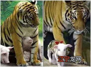 属虎的与猪、马、狗是最相配的生肖