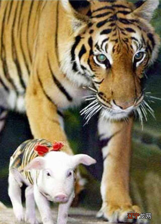 属虎的与猪、马、狗是最相配的生肖