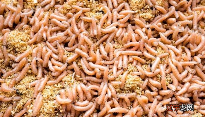 梦见白色蛆是什么意思_梦见蛆是什么意思_梦见蛆很多是什么意思