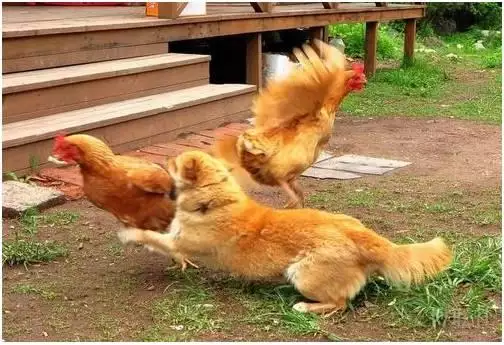 图 两个与两个人相克真的不能在一起吗