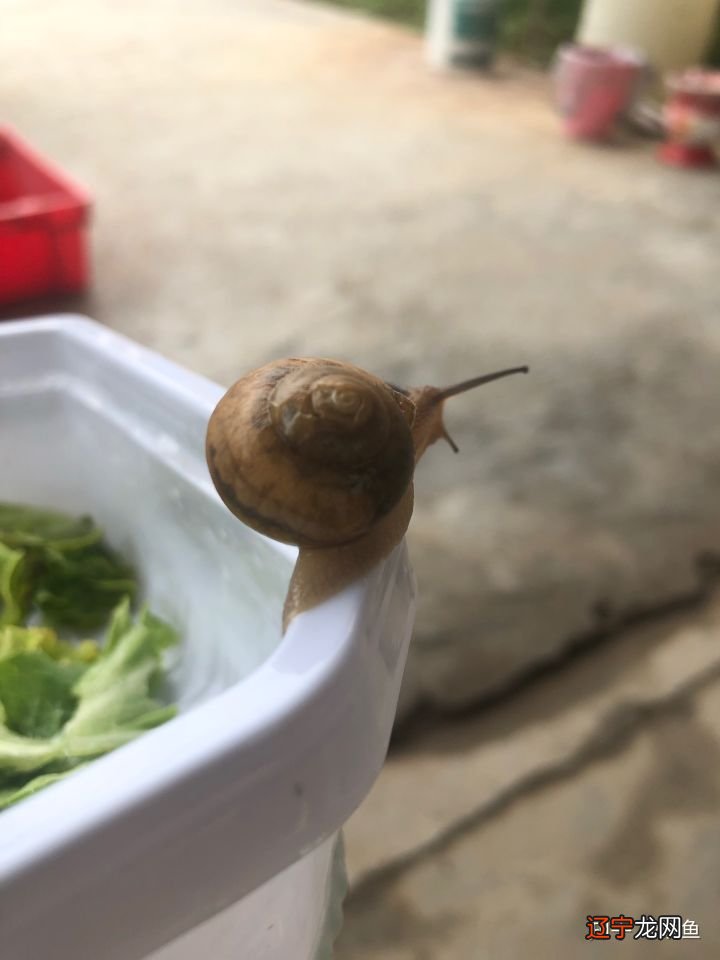 见自己捡田螺_田螺钓鱼要打烂田螺吗_捡田螺视频