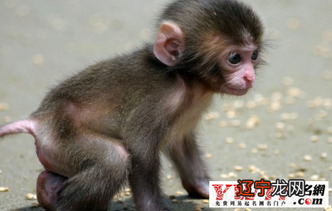 92年属猴的属相婚配表?多大结婚最好?