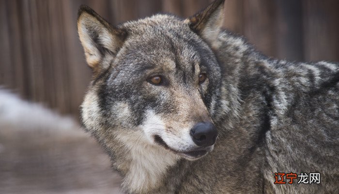 梦见和狼搏斗杀死狼_梦见狼咬自己把狼打死_梦见狼