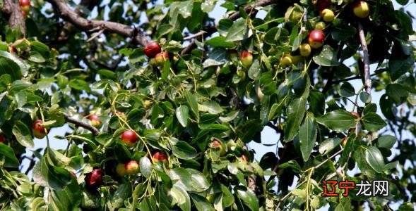 风水堂:梦见大红枣是什么意思