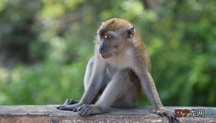 2019年属猪的五行属什么生肖_92年属猴生肖_94年属男狗92年女猴