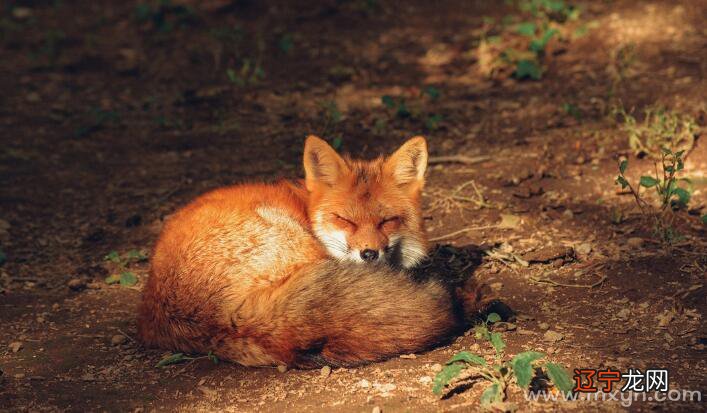 梦中出现神奇的动物,会说话,聪明伶俐潜在着创造力