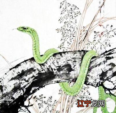 生肖属蛇的字_生肖蛇和属_1977年属蛇的生肖是什么蛇