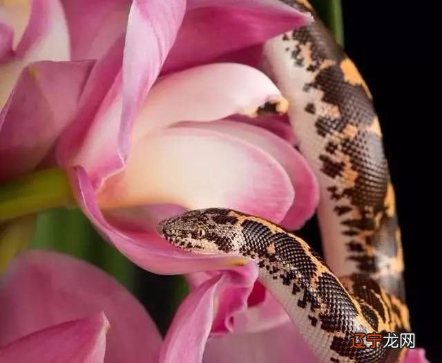 1977年属蛇的生肖是什么蛇_生肖蛇和属_生肖属蛇的字