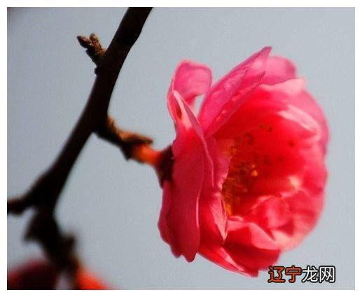 风水堂:八字婚配婚姻和合、生活美满相冲