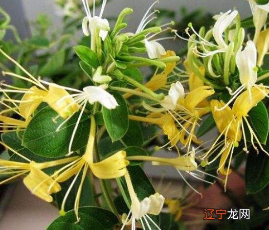 意喻平安健康的名字_【案例】褚橙的\"喻\"意一个好故事能点亮整个市场_金银花在风水学中喻意