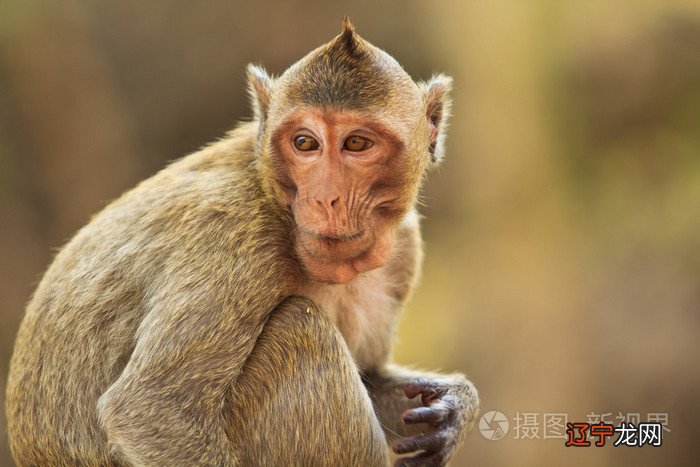 猴人风水堂:善于算机,然内心无毒的生肖