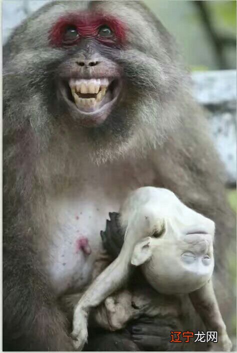 猴人风水堂:善于算机,然内心无毒的生肖