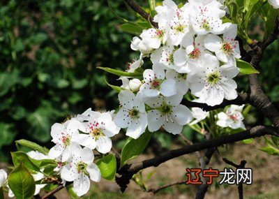 风水堂:怀孕的人梦见收到,好运和发财吉兆