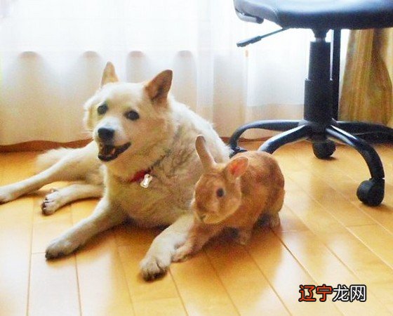 “小五婚”歌诀与牛羊相逢泪淋淋的关系